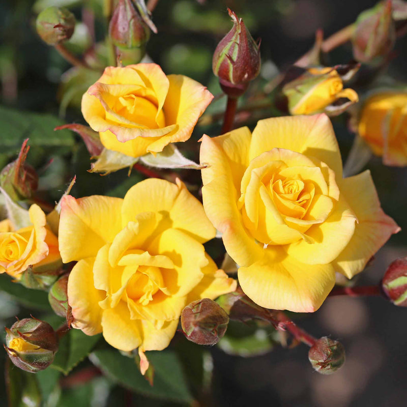 Climbing Rose Plant 'Laura Ford'