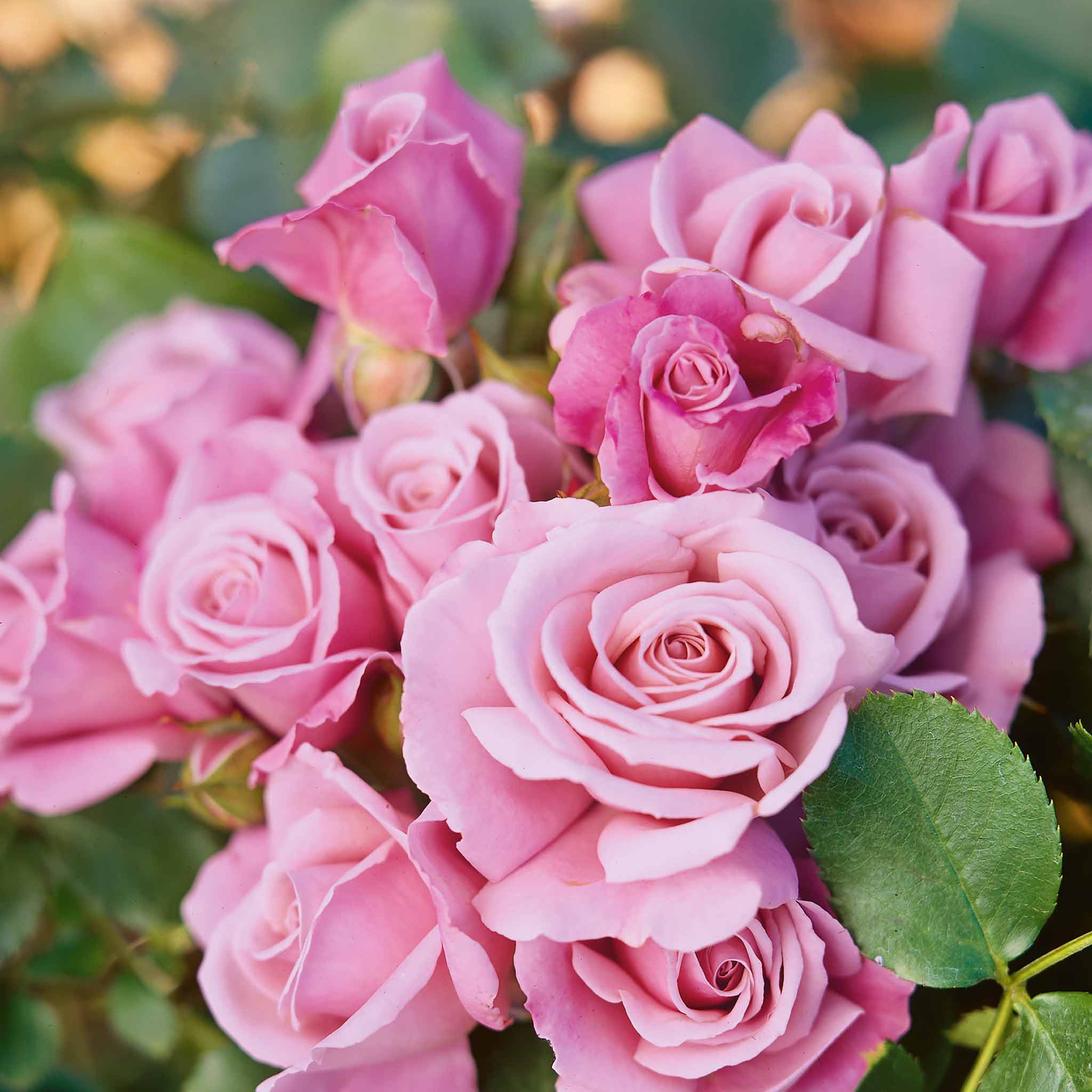 Rose Bush Plant 'Moody Blue' | Marshalls Garden