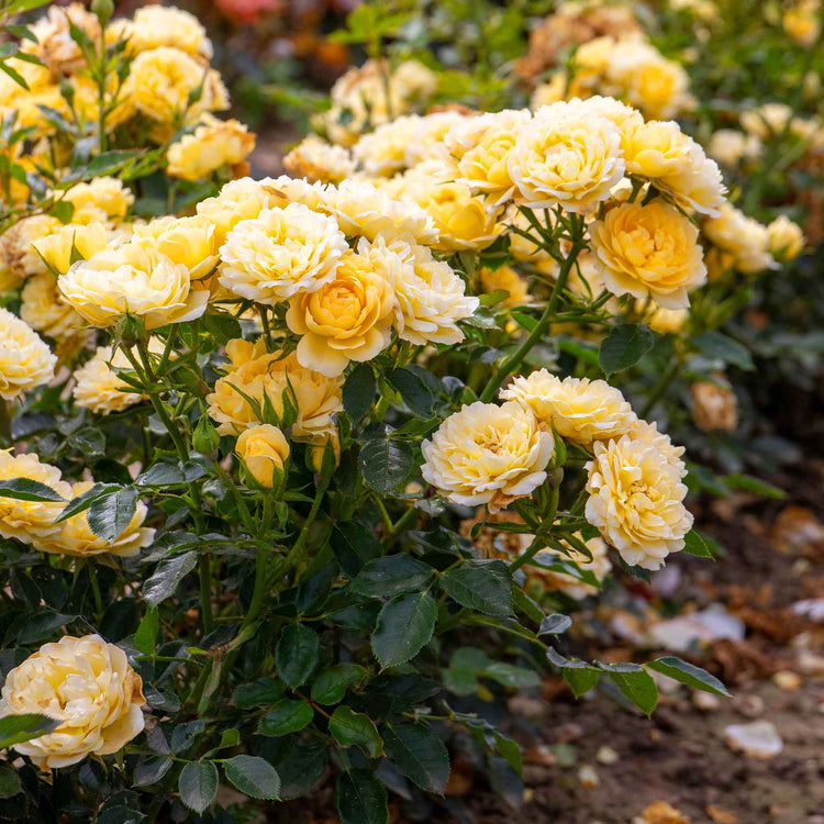 Patio Rose Plant 'Sweet Memories'