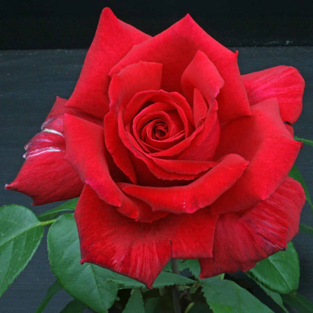 Hybrid Tea Choice Collection