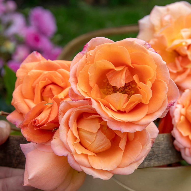 Rose Bush Plant 'Precious Amber'