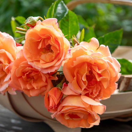 Rose Bush Plant 'Precious Amber'