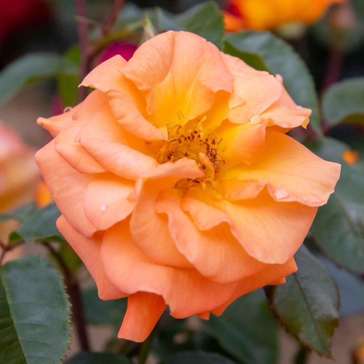 Rose Bush Plant 'Precious Amber'