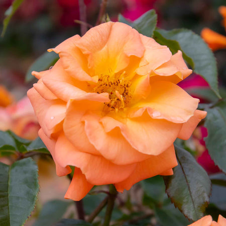 Floribunda Rose Collection