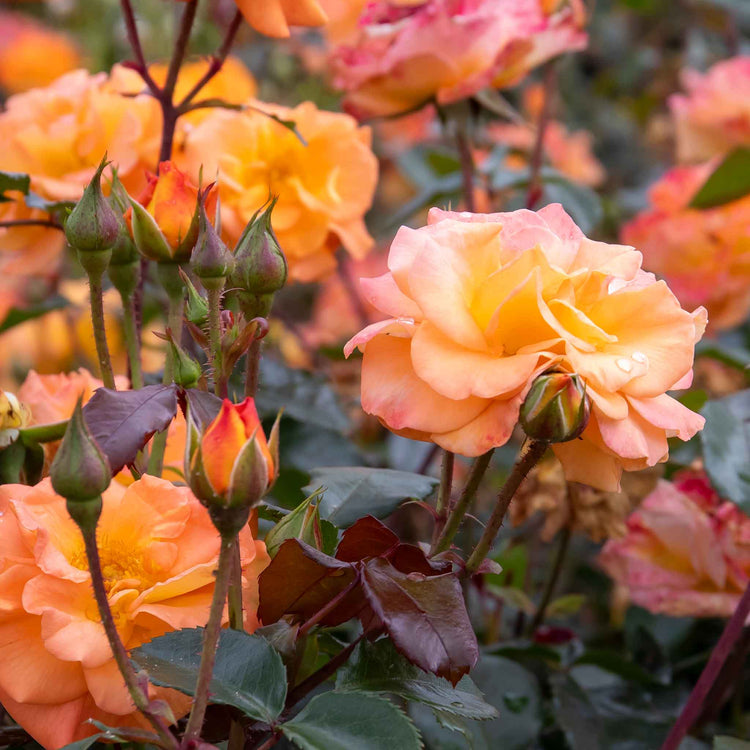 Amber Coloured Roses Rose Bush Plant 'Precious Amber' | Buy Rose Bush Plant 'Precious Amber ...