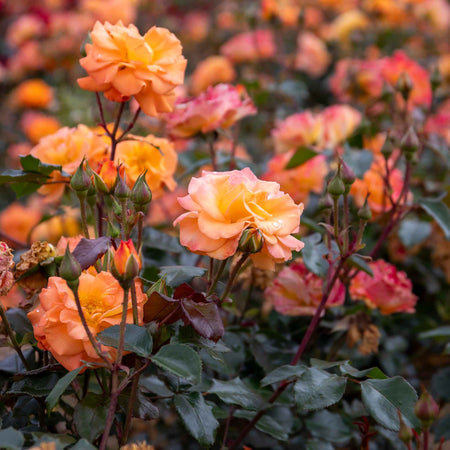 Rose Bush Plant 'Precious Amber'