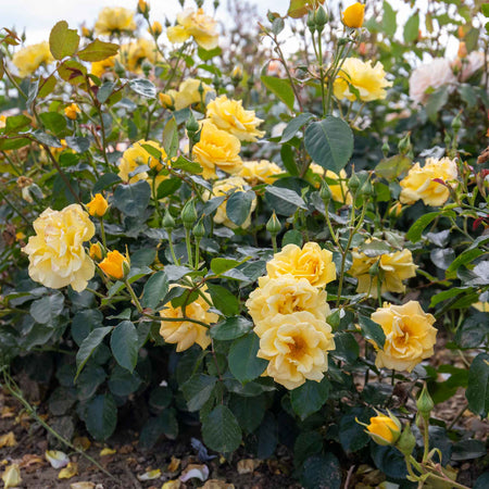 Rose Bush Plant 'Precious Gold'