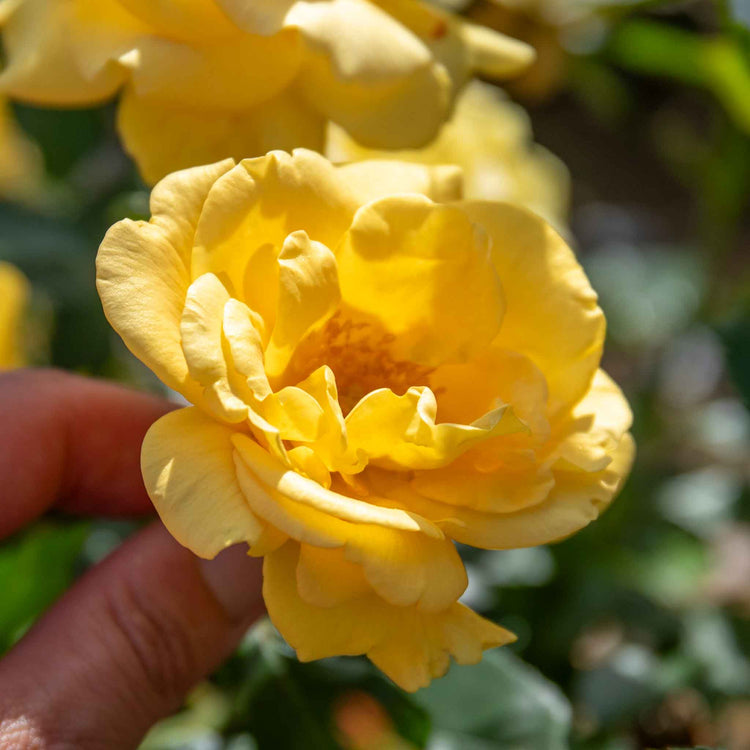 Rose Bush Plant 'Precious Gold'