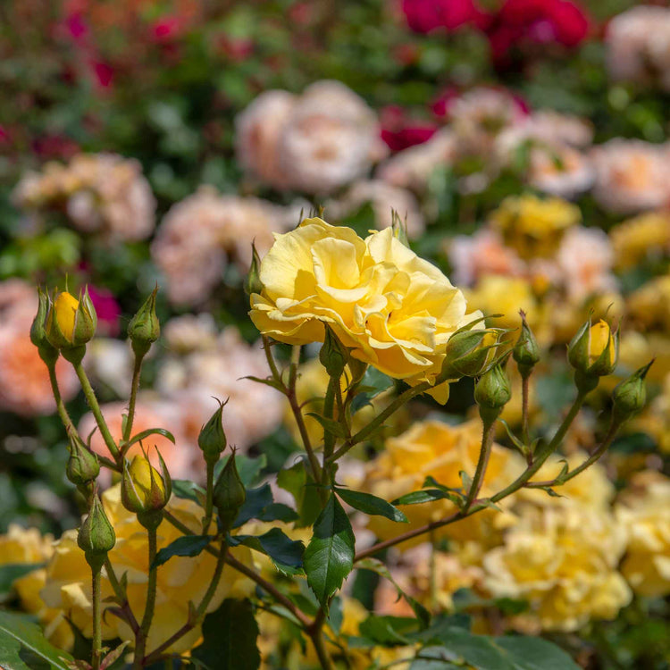 Rose Bush Plant 'Precious Gold'