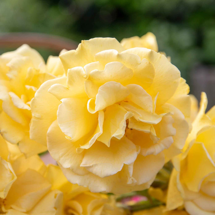 Rose Bush Plant 'Precious Gold'