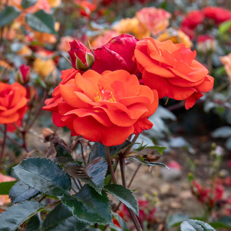 Rose Bush Plant 'Precious Love'