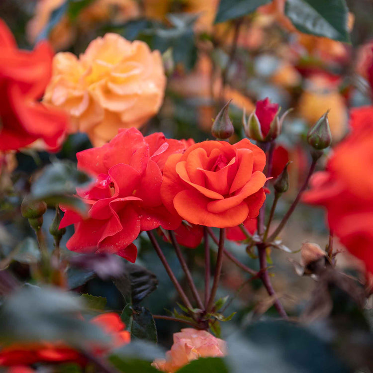 Rose Bush Plant 'Precious Love'