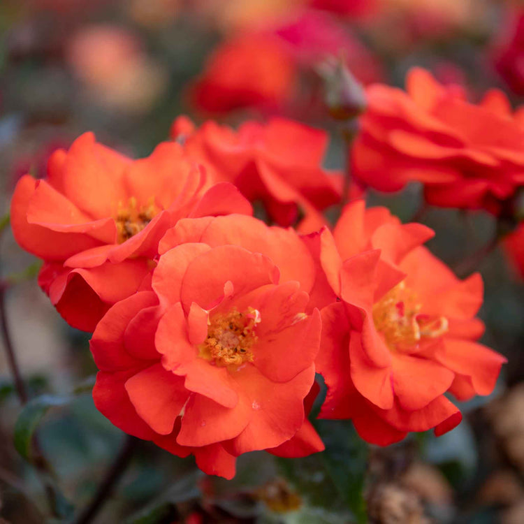 Rose Bush Plant 'Precious Love'