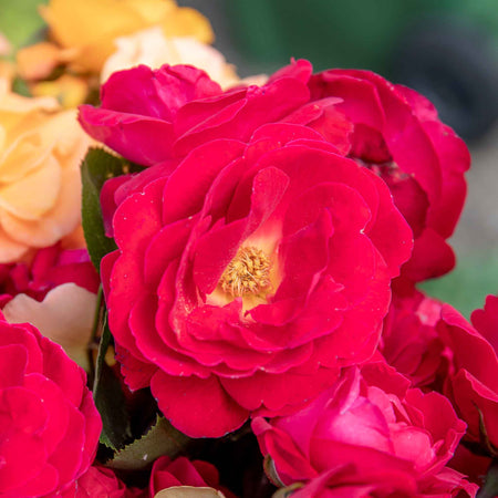 Rose Bush Plant 'Precious Ruby'