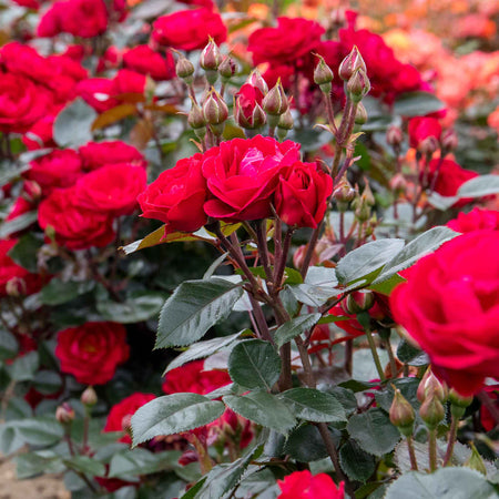 Rose Bush Plant 'Precious Ruby'