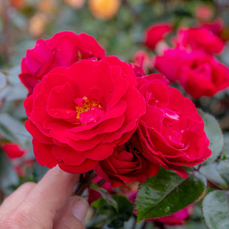 Rose Bush Plant 'Precious Ruby'