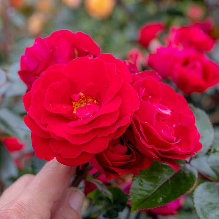 Rose Bush Plant 'Precious Ruby'