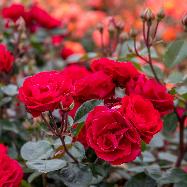 Rose Bush Plant 'Precious Ruby'