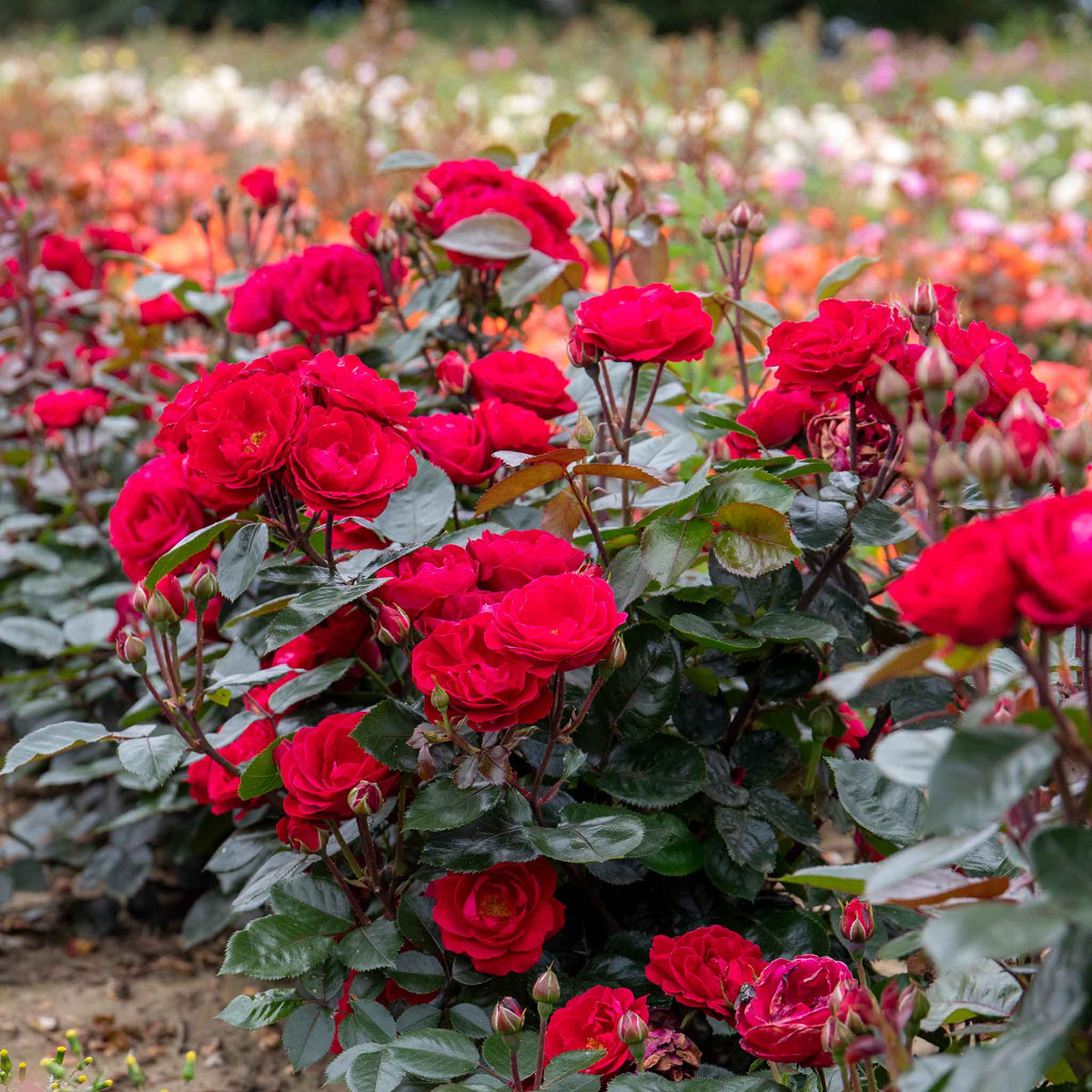 Rose Bush Plant 'Precious Ruby' | Marshalls Garden