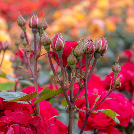 Rose Bush Plant 'Precious Ruby'