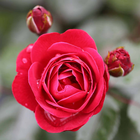 Rose Bush Plant 'Precious Ruby'