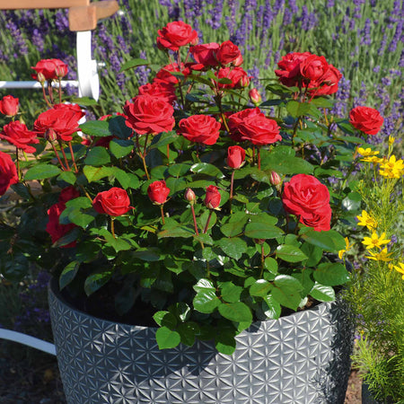 Rose Bush Plant 'Precious Ruby'