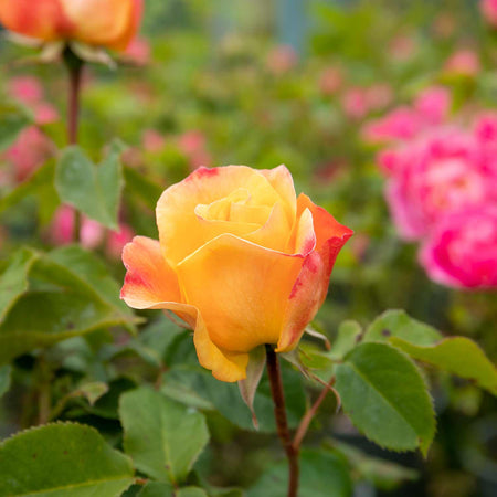 Rose Bush Plant 'Sunny Sky'