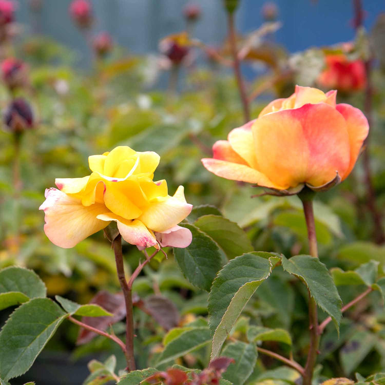 Rose Bush Plant 'Sunny Sky'