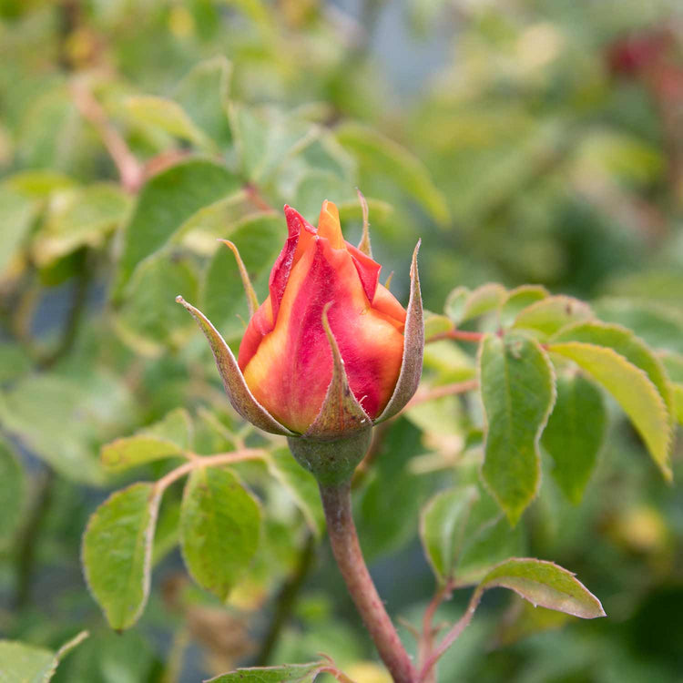 Rose Bush Plant 'Sunny Sky'