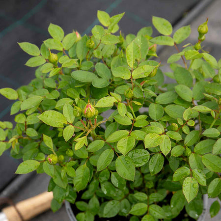 Patio Rose Plant 'Carefree Days'