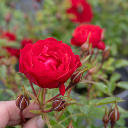 Patio Rose Plant 'Raspberry Royale'