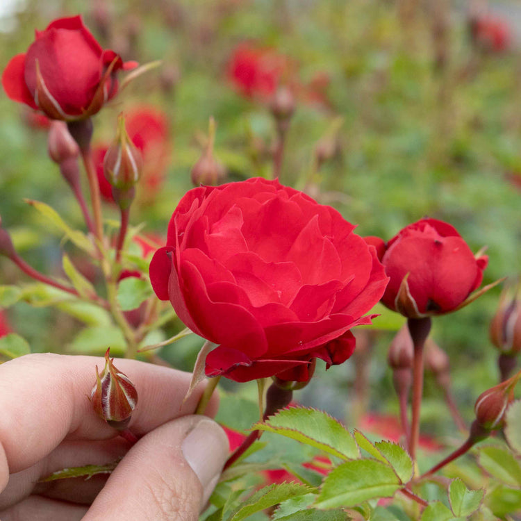 Patio Rose Plant 'Raspberry Royale'