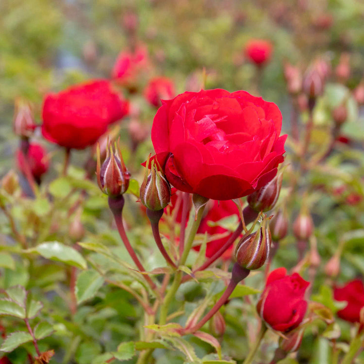 Patio Rose Plant 'Raspberry Royale'