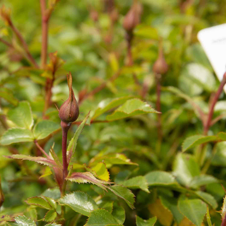 Patio Rose Plant 'Raspberry Royale'