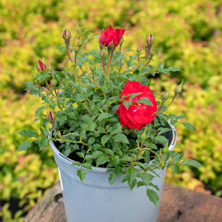 Patio Rose Plant 'Raspberry Royale'