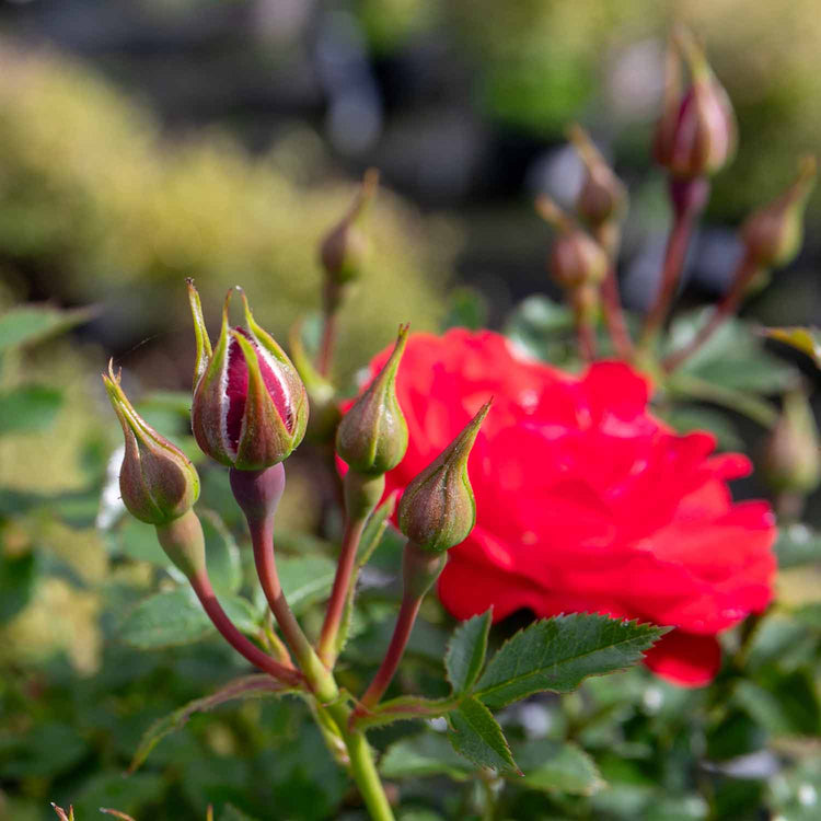 Patio Rose Plant 'Raspberry Royale'