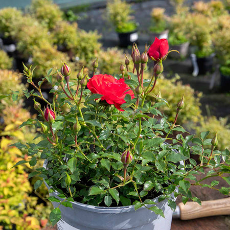 Patio Rose Plant 'Raspberry Royale'