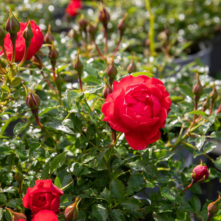 Patio Rose Plant 'Raspberry Royale'