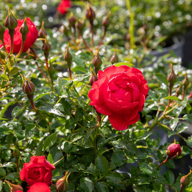 Patio Rose Plant 'Raspberry Royale'