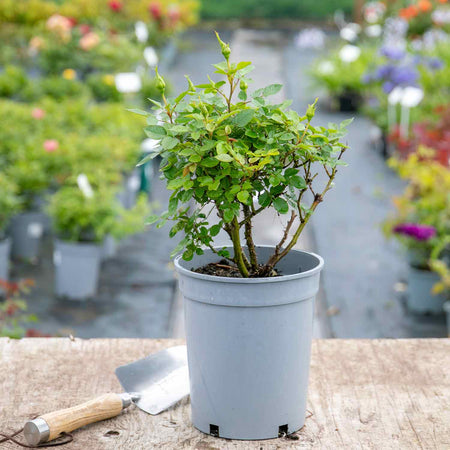 Rose Bush Plant 'Truly Loved'