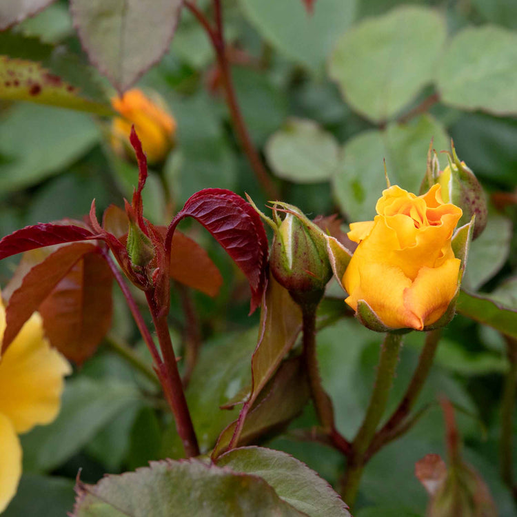 Rose Bush Plant 'Precious Gold'