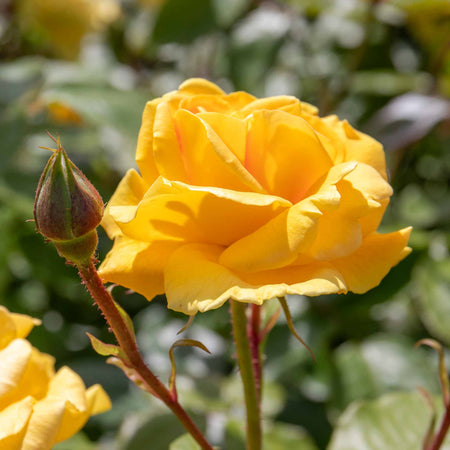 Rose Bush Plant 'Precious Gold'