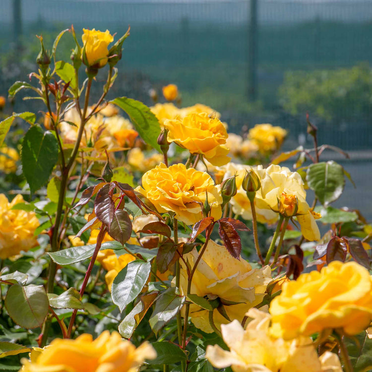 Rose Bush Plant 'Precious Gold'