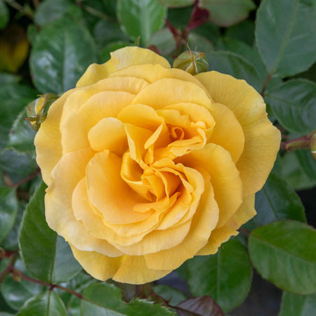 Rose Bush Plant 'Precious Gold'