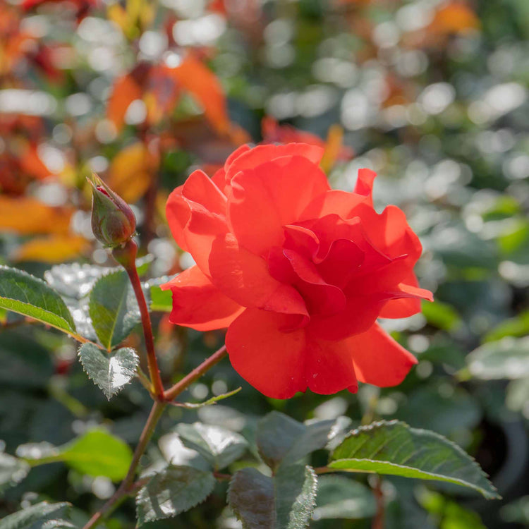 Rose Bush Plant 'Precious Love'