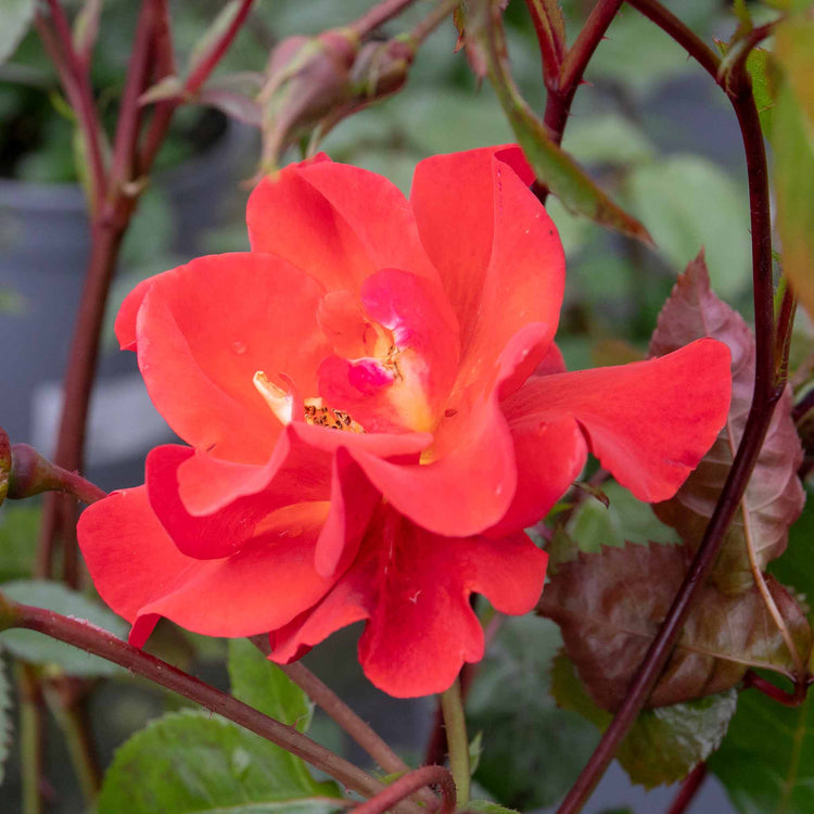 Rose Bush Plant 'Precious Love'