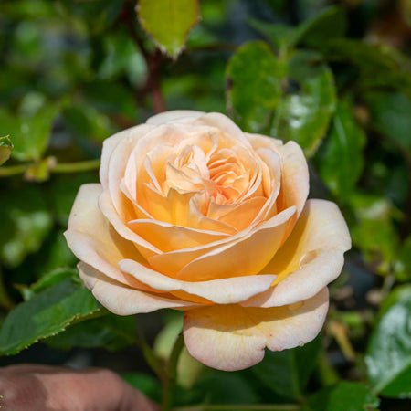 Rose Bush Plant 'Timeless Cream'