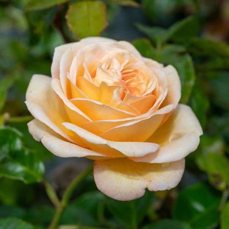 Rose Bush Plant 'Timeless Cream'