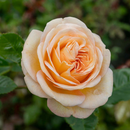 Rose Bush Plant 'Timeless Cream'