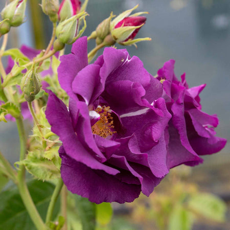 Shrub Rose Collection